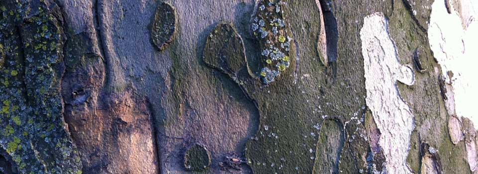 Bark